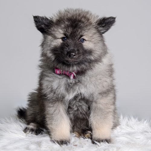 Wolfsspitz Grey Kaiser‘s Bajuka Banja