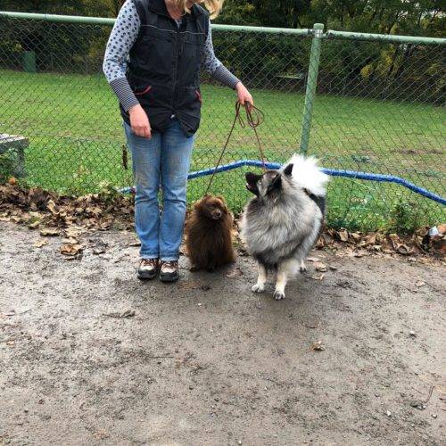 Begleithundeprüfung Grey Kaiser’s Aimee’ Lara
