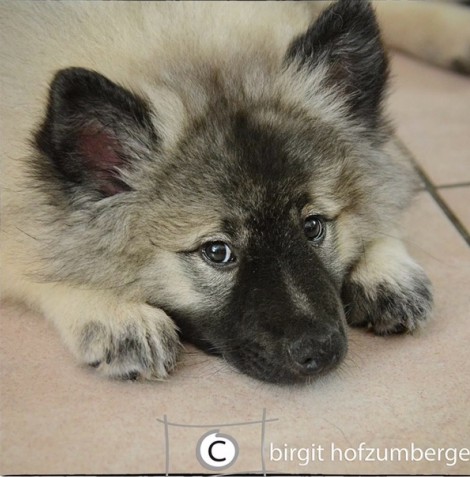 Wolfsspitz Grey Kaiser‘s Aimee’Lara