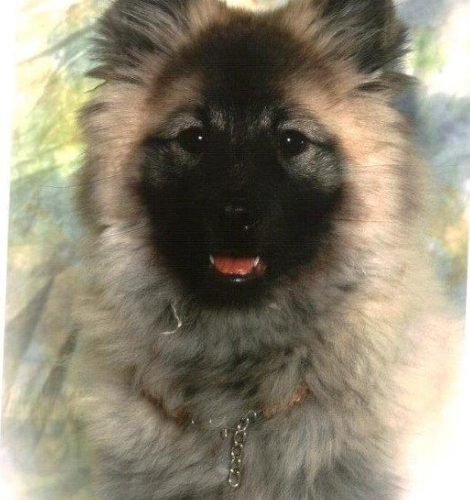 Wolfsspitz Lara Tessy von Ostfriesland