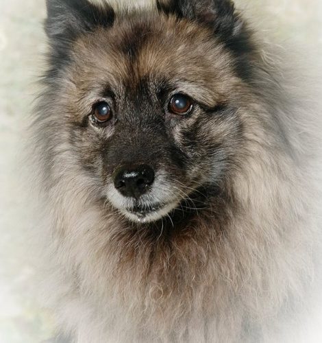 Wolfsspitz Mausi