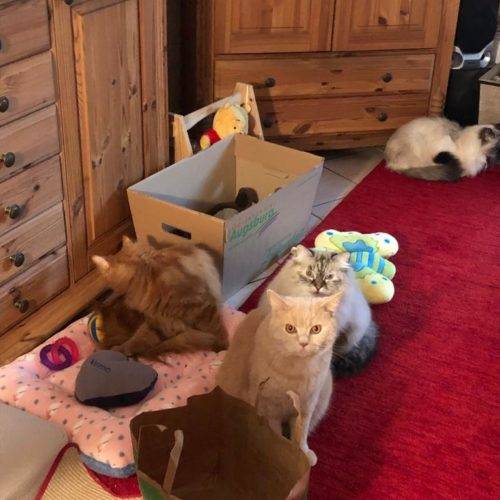 Meine Geliebten Zaubermäuse