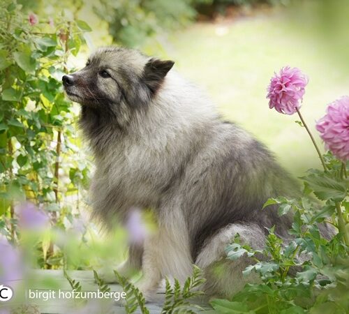 Fotoshooting Juli 2019
