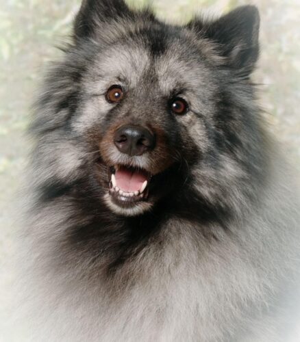 Seelenhund Casey