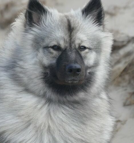 Grey Kaiser’s Anissa 1. Seeurlaub in NL
