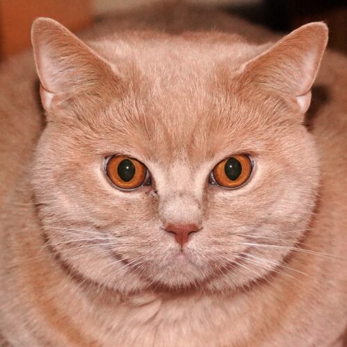 Meine Geliebten Jungs