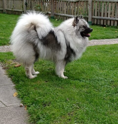 Fotoshooting August 2022 Grey Kaiser’s Bente