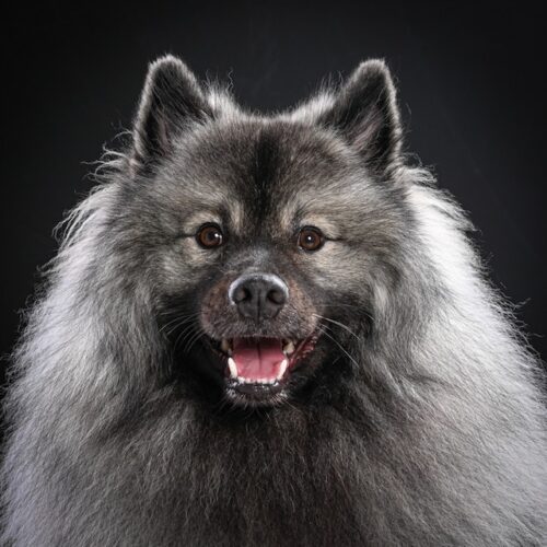 Fotoshooting August 2022 Grey Kaiser’s Baxter Bero