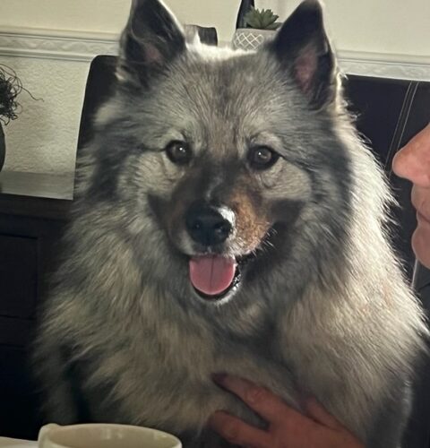 Fotoshooting August 2022 Grey Kaiser’s Aska