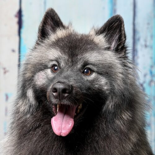 Wolfsspitzzüchter