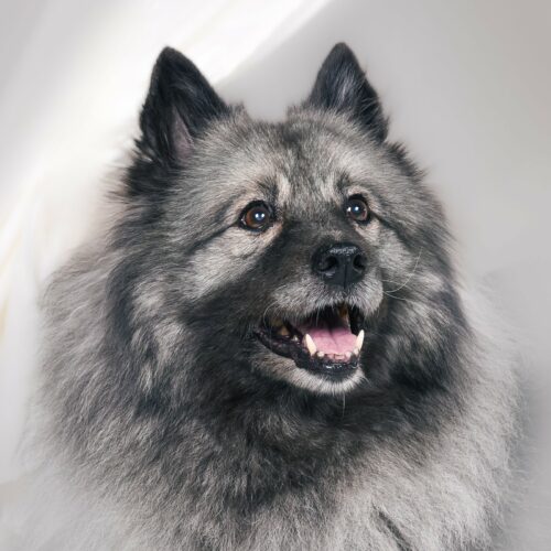 700d3365-a0db-4a12-9f6f-75744abda61b Lara Tessy von Ostfriesland mit 14 Lenzen