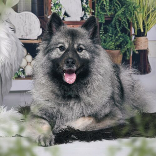 8dee7dde-1537-4003-87c6-fd50abdffe15 Mein Sonnenschein Grey Kaiser‘s Aimee‘ Lara