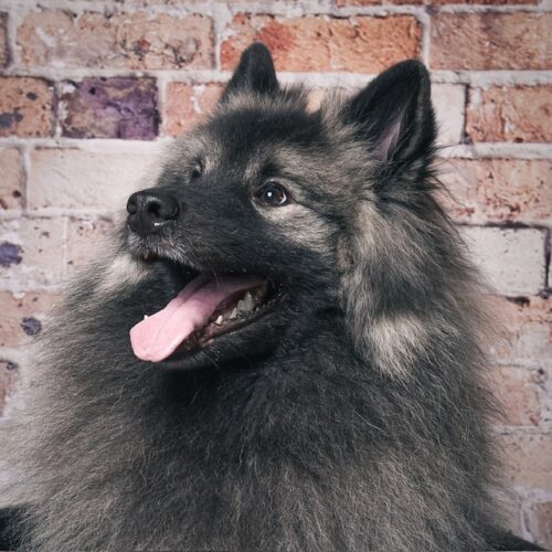 image4 Wolfsspitz Grey Kaiser‘s Bajuka Banja