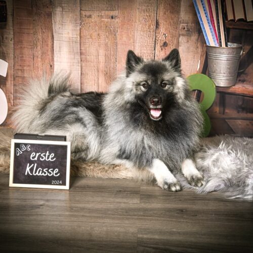 8f4caffc-a63d-47d2-beed-ca4ae42d48ad Wolfsspitz Grey Kaiser‘s Bajuka Banja in der Schule