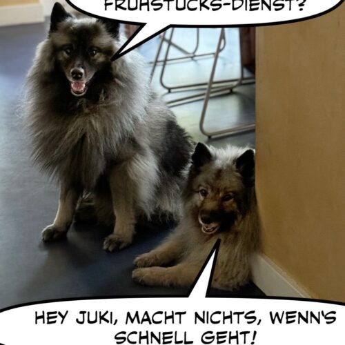 d1b7db0e-ae28-4ebe-83ed-37bb6aab6a8f Wolfsspitz Grey Kaiser‘s Bajuka Banja lernt sprechen