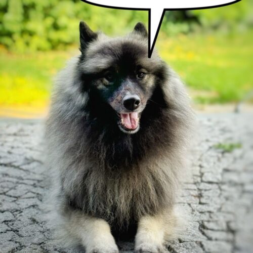 7889845e-c0eb-43b3-b0fa-3511e61a4ac7 Wolfsspitz Bajuka Banja kann schon gut sprechen