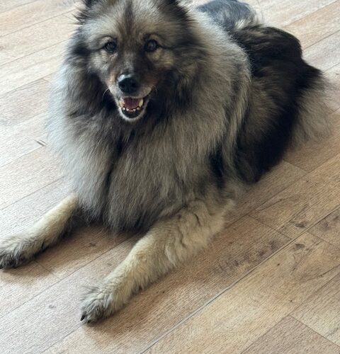 image11 Lara Tessy von Ostfriesland wird bald ganze 15 Lenzen