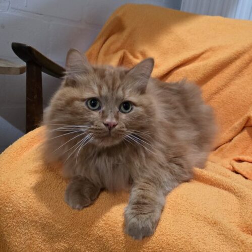 Romeo & Nemo in der Katzenpension 2025