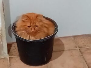 Nemo geht entweder Baden oder er hilft putzen 🤣🤣🤣🤣