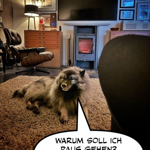 image10 Wolfsspitz Grey Kaiser‘s Bajuka mit neuer Frisur