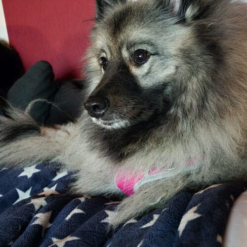 image2 Wolfsspitz Grey Kaiser‘s Aimeé bei Ihrer Pflegefamilie