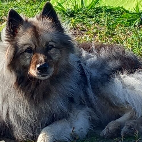 image2 Wolfsspitz Lara Tessy von Ostfriesland