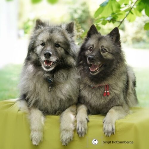 4 Seelenhund Lara Tessy von Ostfriesland