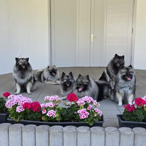 WhatsApp-Bild-2025-07-27-um-09.50.20_0d807e35-500x500 Liebevolle Erinnerungen im Juni & Juli 2025 von meinen geliebten Mäusen