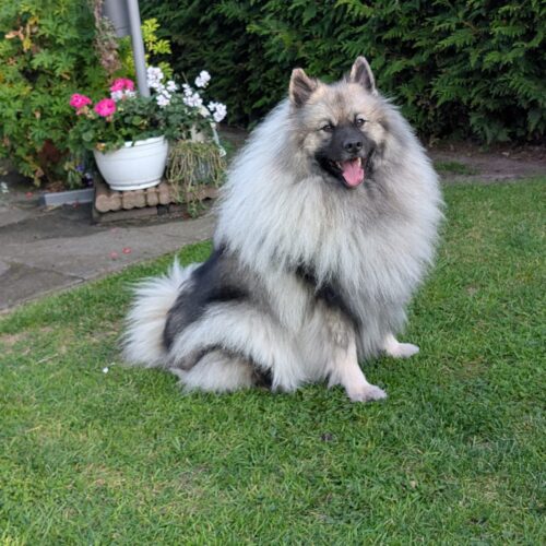 d9411f43-ce7c-4017-acd0-5091cb8ffe14 Aktuelle Bilder aus meinem Nachwuchs A & B Wurf 2025